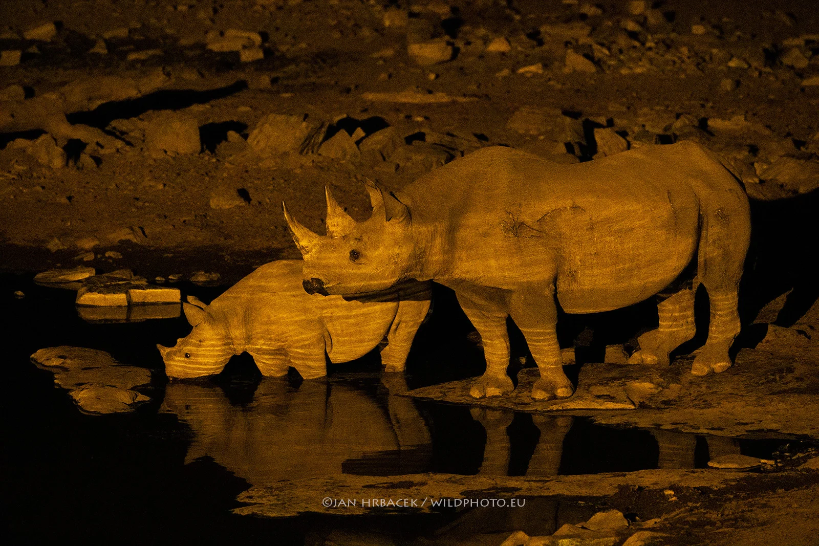Etosha NP, Namibie